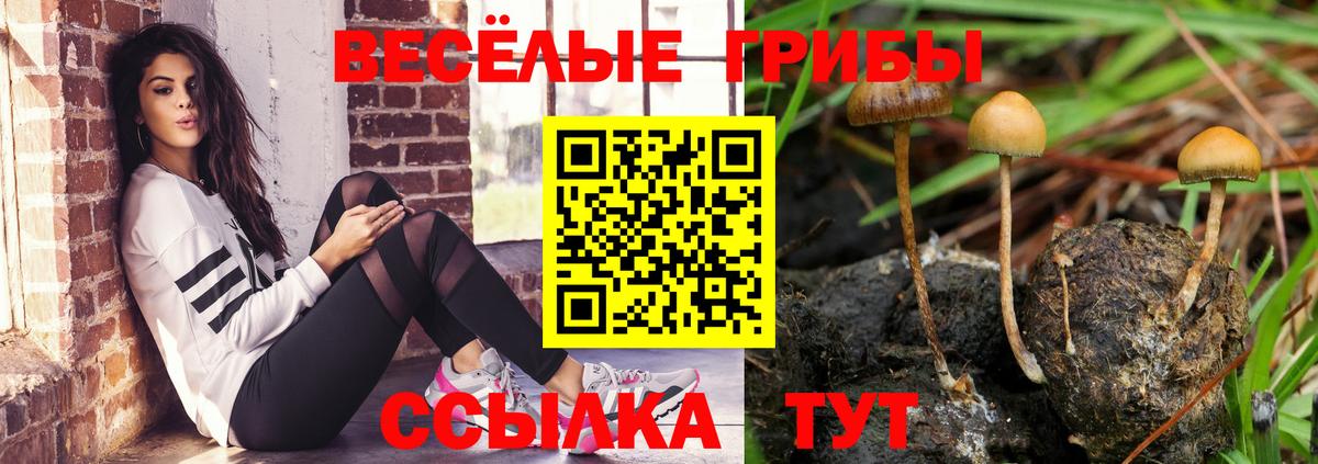Галлюциногенные грибы Cubensis Кингисепп